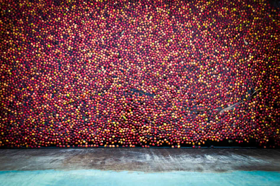 Premium coffee differs from regular coffee in two ways: It must be washed thoroughly, and it must score at least 80 points on a quality scale. Here, freshly picked coffee cherries are washed and sorted by weight at the Nyarusiza Coffee Washing Station.