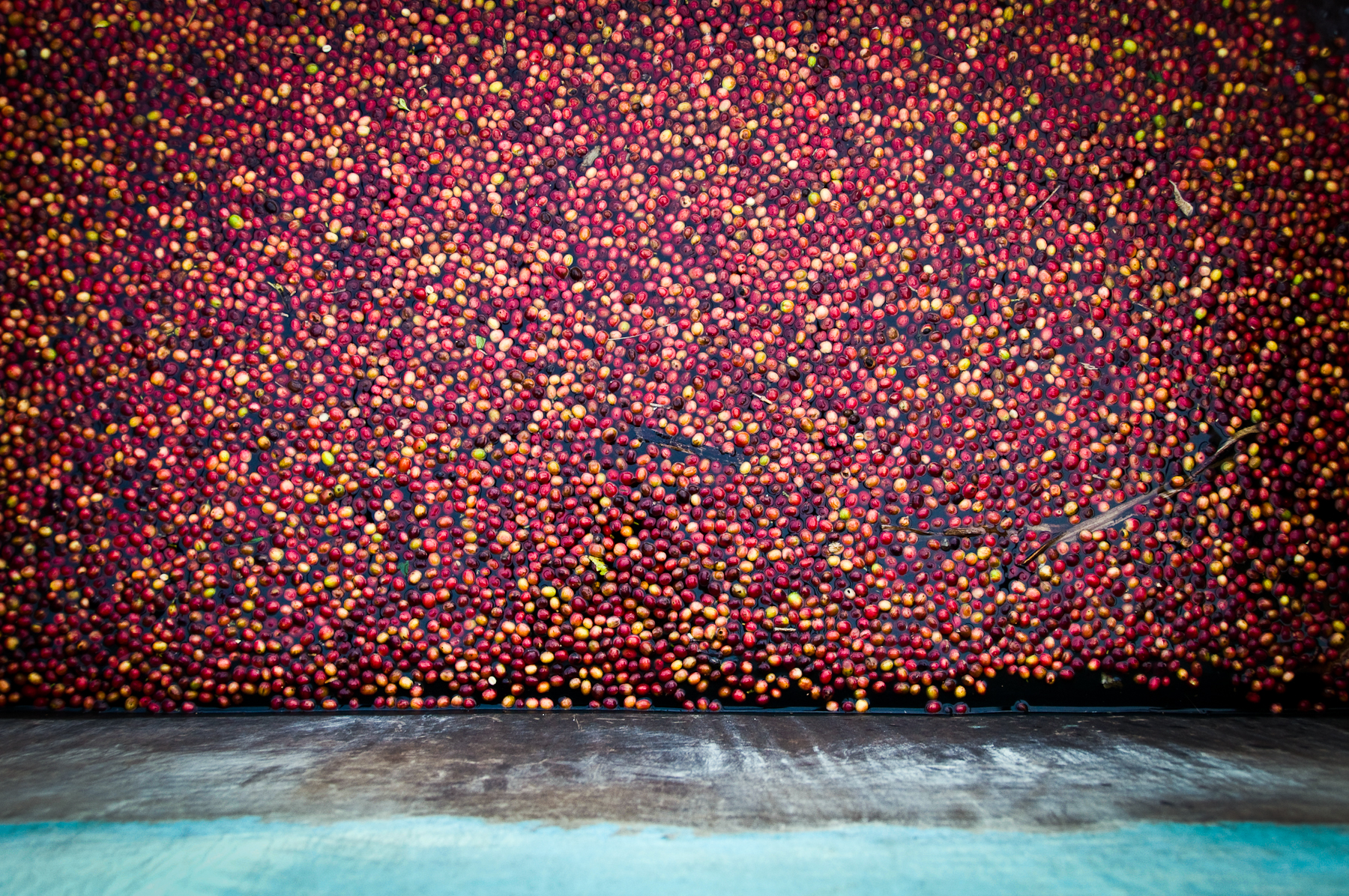 Premium coffee differs from regular coffee in two ways: it must be washed thoroughly, and it must score at least 80 points on a quality scale. Here freshly picked coffee cherries are washed and sorted by weight at the Nyarusiza Coffee Washing Station. Premium coffee differs from regular coffee in two ways: it must be washed thoroughly, and it must score at least 80 points on a quality scale. Here freshly picked coffee cherries are washed and sorted by weight at the Nyarusiza Coffee Washing Station.