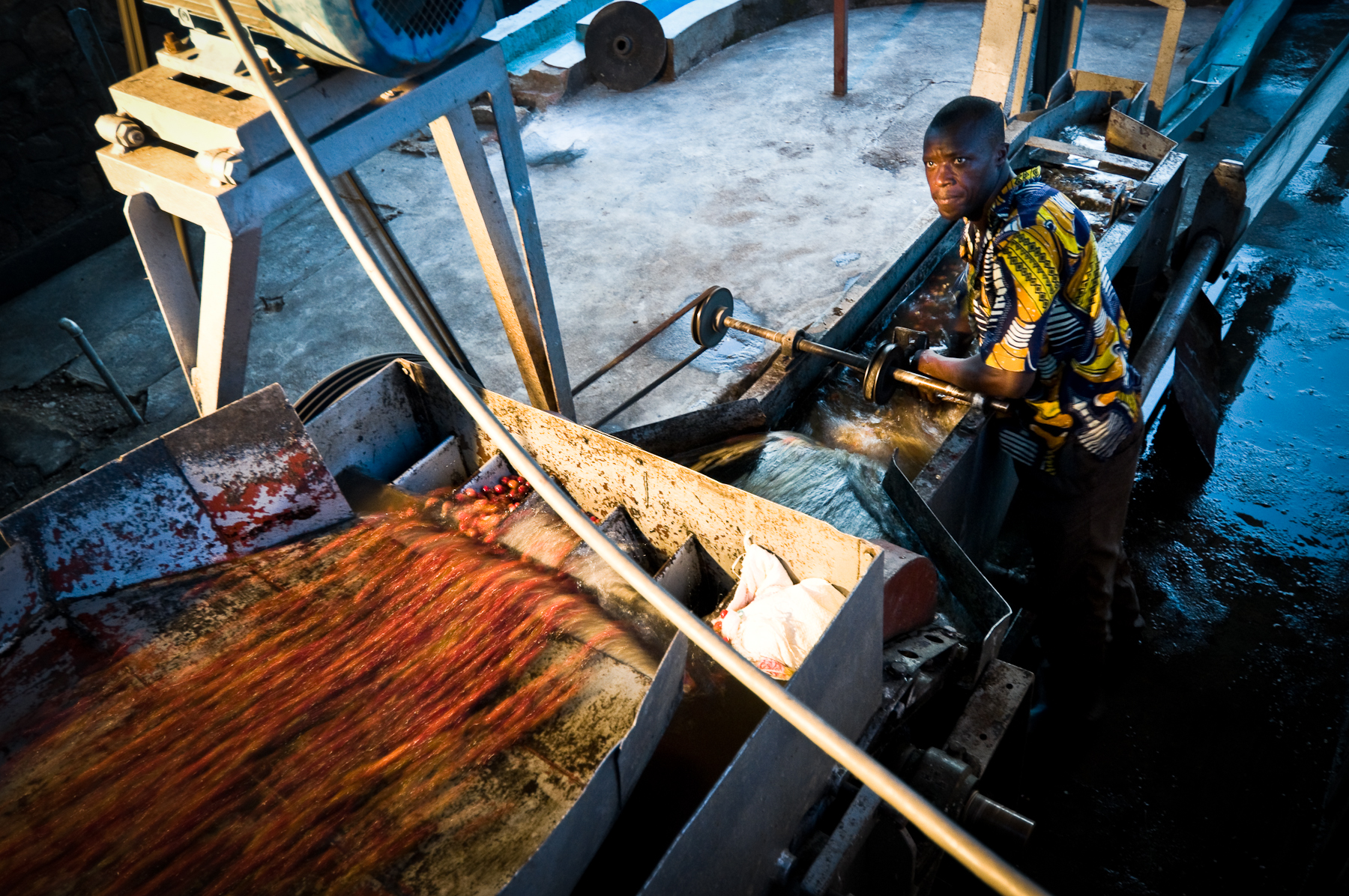 Next the fresh cherries are depulped to separate the seeds from the soft flesh. For premium coffee, cherries must be depulped quickly after they are picked or they will become bitter. Next the fresh cherries are depulped to separate the seeds from the soft flesh. For premium coffee, cherries must be depulped quickly after they are picked or they will become bitter.