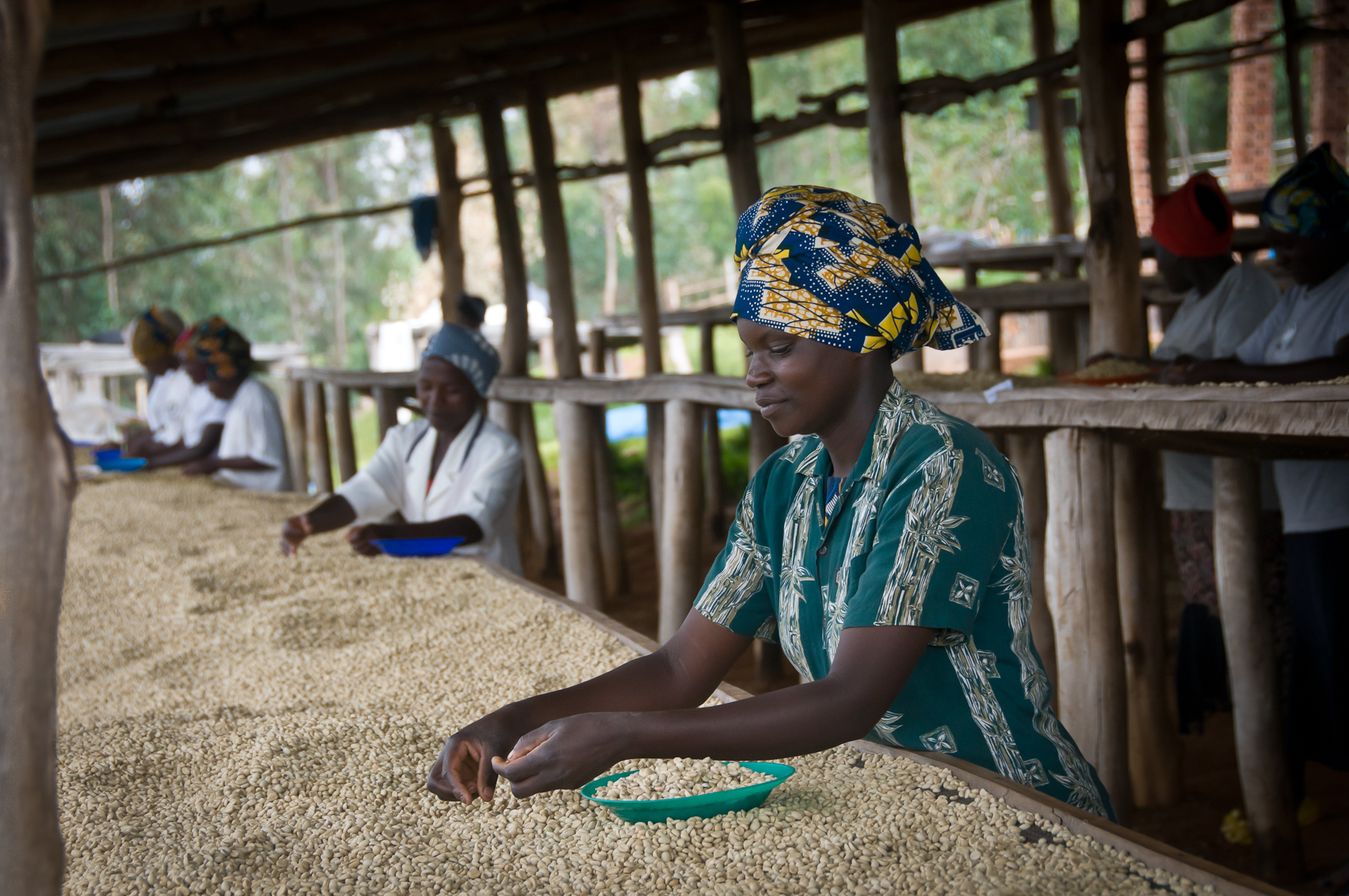 Sorting the beans for quality is mostly done by women, who earn about $1.25 per day. Sorting the beans for quality is mostly done by women, who earn about $1.25 per day.