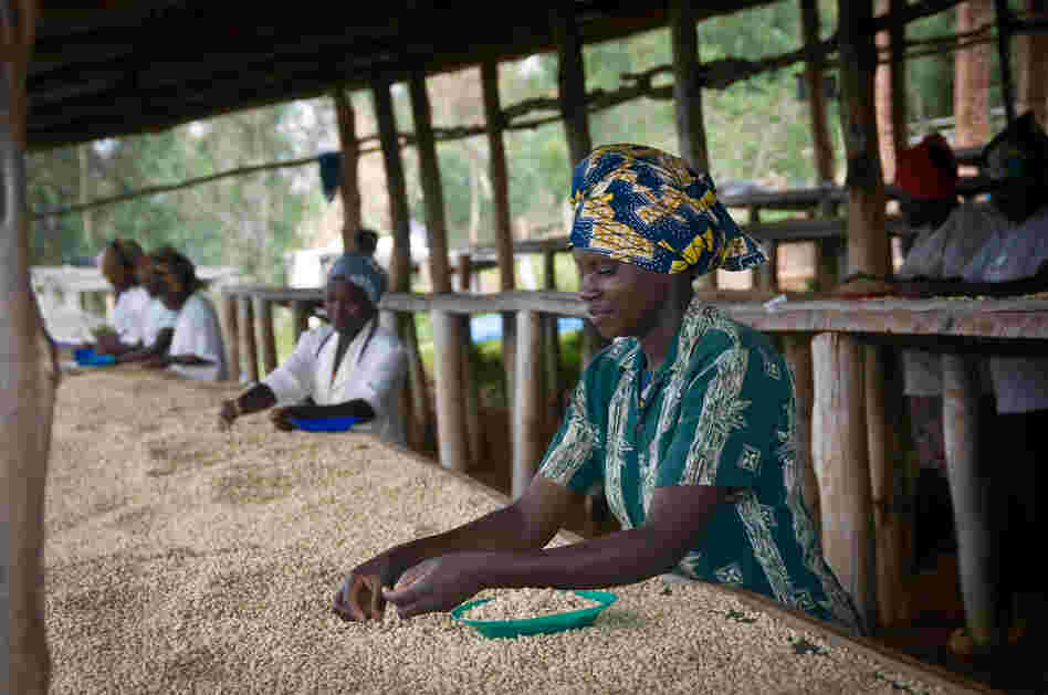 Sorting the beans for quality is mostly done by women, who earn about $1.25 per day.