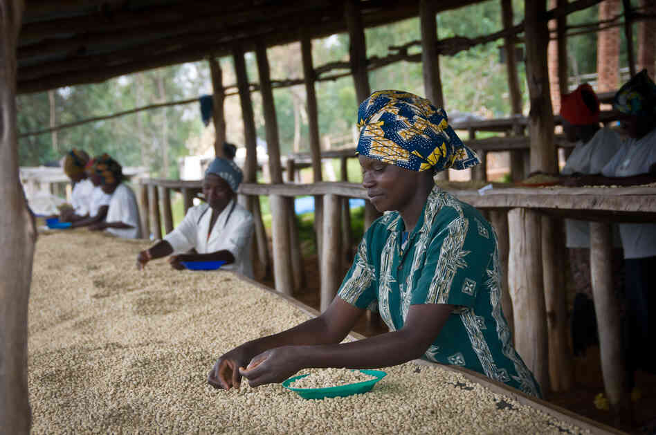 Sorting the beans for quality is mostly done by women, who earn about $1.25 per day.