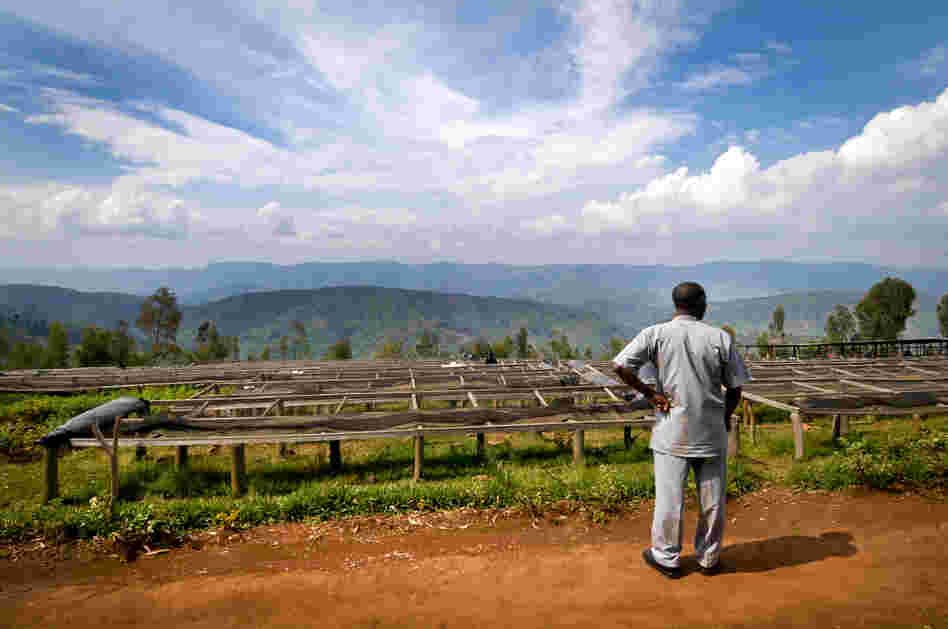Welcome to Rwanda's coffee land, where some of the world's best coffee is grown. Here, Minani Anastase, president of Musasa Coffee Cooperative in northern Rwanda, looks over the coffee drying tables.