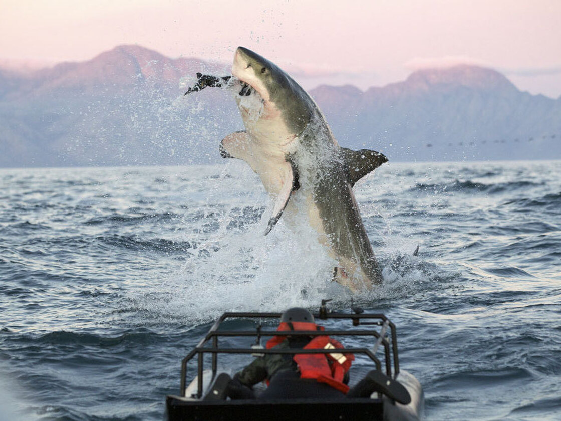 In a scene from the "Shark Week" show Air Jaws Apocalypse, a great white shark goes after a seal.