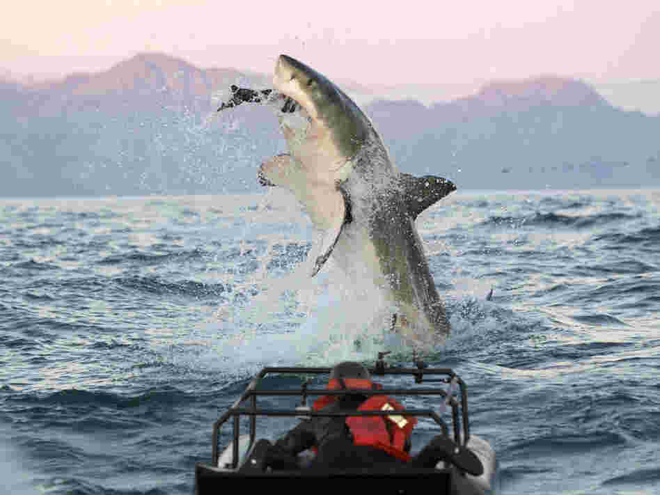 In a scene from the "Shark Week" show Air Jaws Apocalypse, a great white shark goes after a seal.