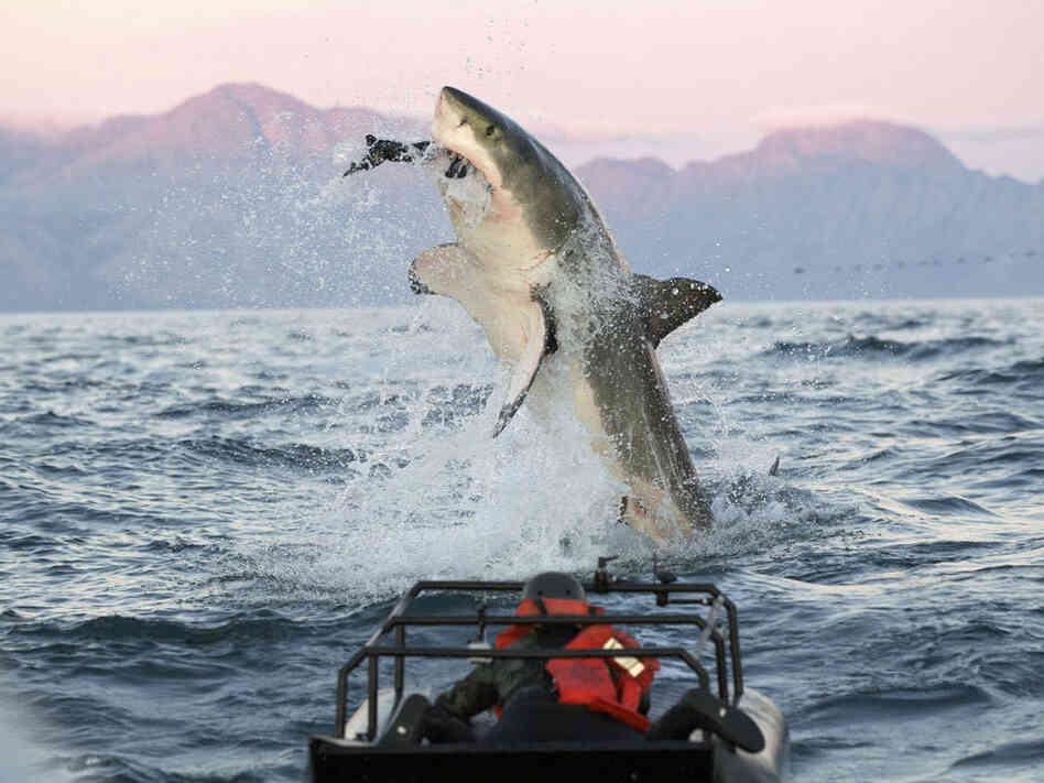 In a scene from the "Shark Week" show Air Jaws Apocalypse, a great white shark goes after a seal.