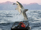 In a scene from the "Shark Week" show Air Jaws Apocalypse, a great white shark goes after a seal. In a scene from the "Shark Week" show Air Jaws Apocalypse, a great white shark goes after a seal.