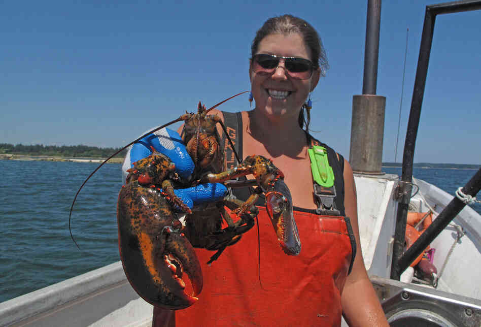 Lobsterman Genevieve Kurilec holds a lobster caught while fishing along Deer Isle, Maine. Kurilec says more women are beginning to captain their own lobster boats.