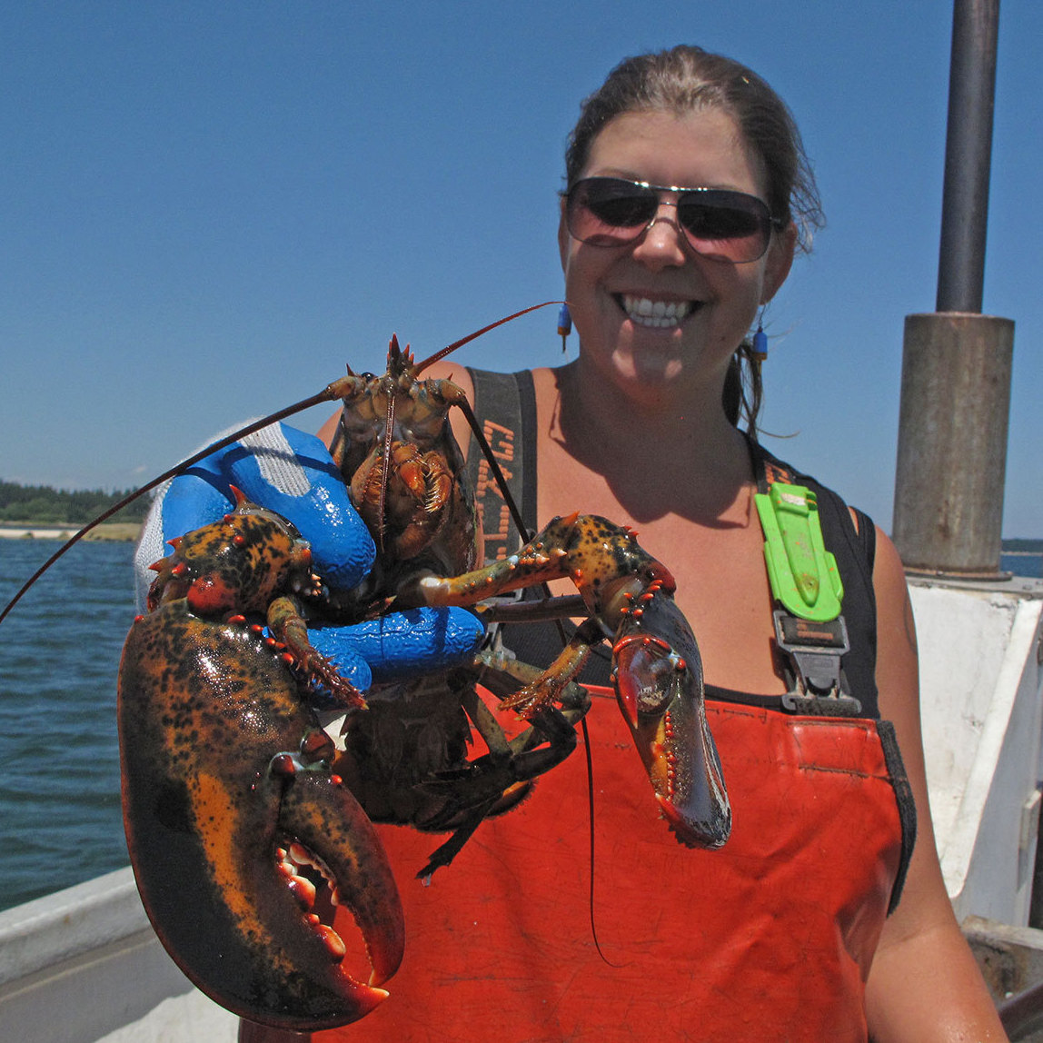 Lobsterman Genevieve Kurilec holds a lobster caught while fishing along Deer Isle, Maine. Kurilec says more women are beginning to captain their own lobster boats.