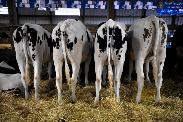 Dairy cows on show at the Winnebago County Fair in Oshkosh.
