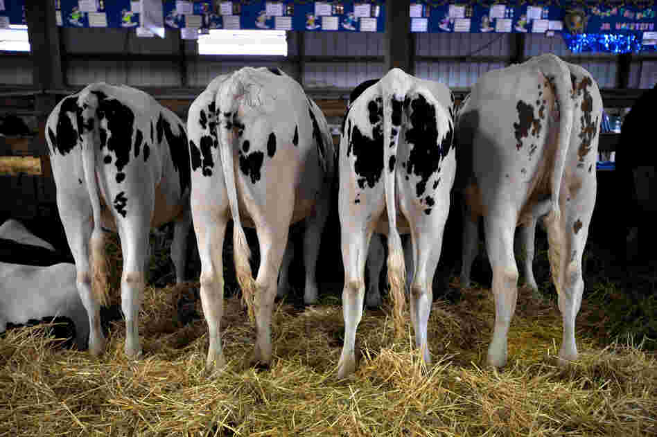 Dairy cows on show at the Winnebago County Fair in Oshkosh.