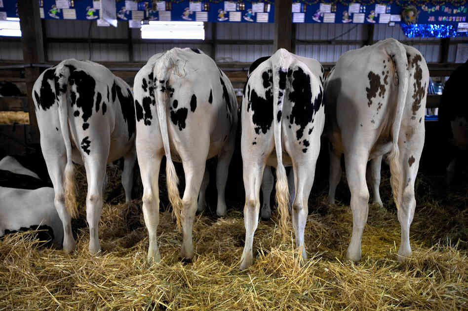 Dairy cows on show at the Winnebago County Fair in Oshkosh.