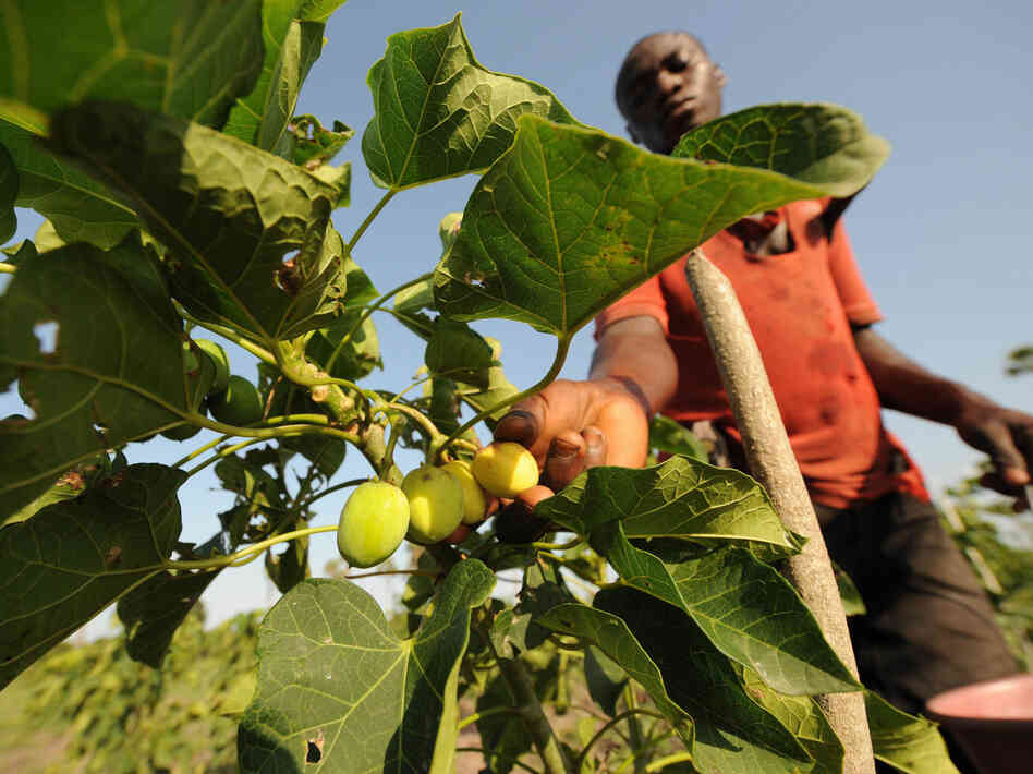 A man harvests fruits of the Jatropha tree in Taabo, Ivory Coast. Jatropha, which is grown in many parts of the world, has fallen from favor as a diesel fuel substitute.
