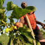 A man harvests fruits of the Jatropha tree in Taabo, Ivory Coast. Jatropha, which is grown in many parts of the world, has fallen from favor as a diesel fuel substitute.