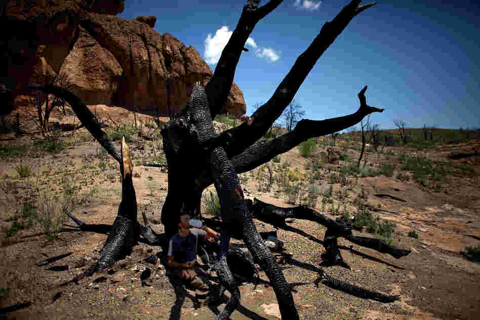 Jorge Castro, a visiting professor of ecology from Spain, sips water in the shade of a burnt tree in New Mexico's Bandelier Wilderness area, adjacent to the Bandelier National Monument. This site was devastated by last year's Las Conchas fire.