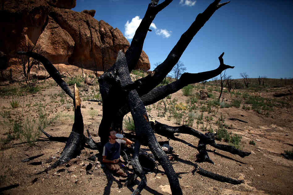Jorge Castro, a visiting professor of ecology from Spain, sips water in the shade of a burnt tree in New Mexico's Bandelier Wilderness area, adjacent to the Bandelier National Monument. This site was devastated by last year's Las Conchas fire.