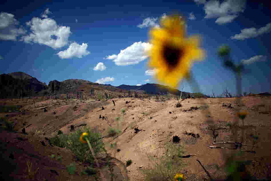 Wildflowers and weeds dot a once-forested landscape. The suppression of natural forest fires during the past century has set the stage for devastating megafires, setting new records in size and intensity.