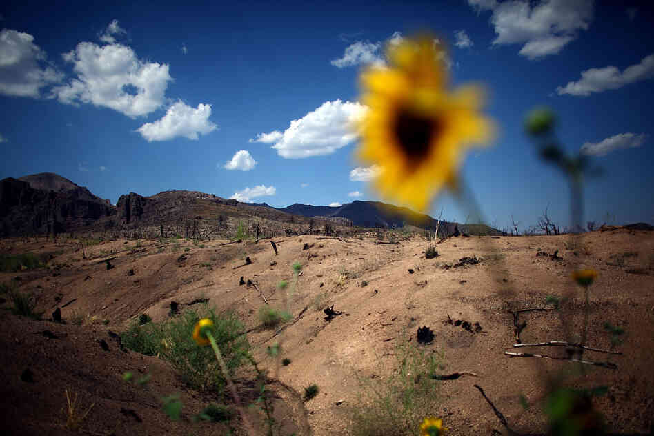 Wildflowers and weeds dot a once-forested landscape. The suppression of natural forest fires during the past century has set the stage for devastating megafires, setting new records in size and intensity.