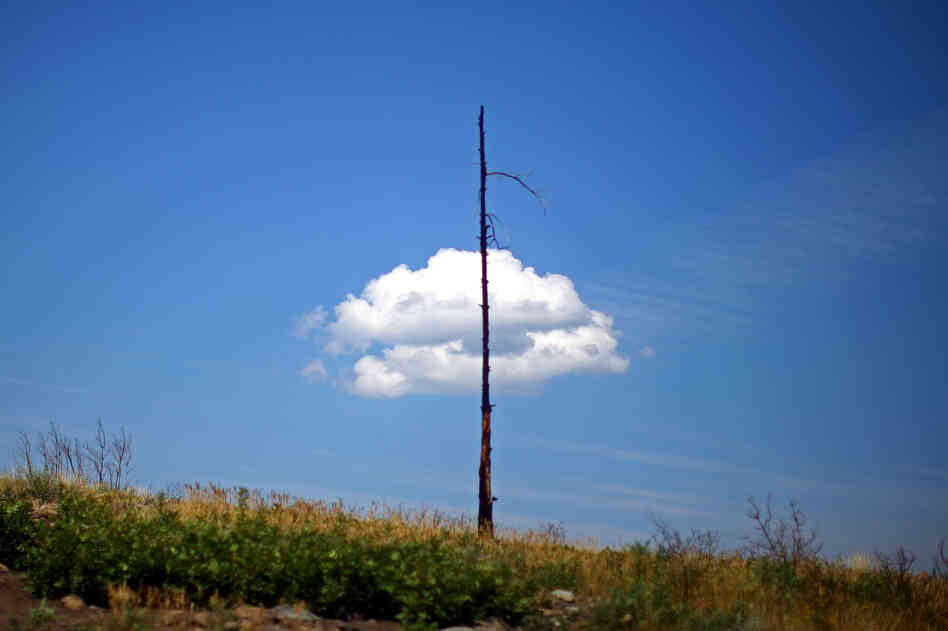 The skeleton of a lone tree torched in the Las Conchas fire