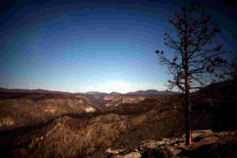 Cochiti Canyon lies south of the Santa Fe National Forest, located near the Bandelier National Monument. The canyon was ravaged by a firestorm that spread out of the Las Conchas fire.