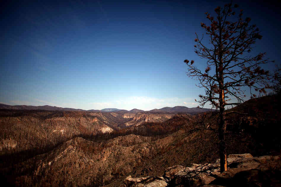 Cochiti Canyon lies south of the Santa Fe National Forest, located near the Bandelier National Monument. The canyon was ravaged by a firestorm that spread out of the Las Conchas fire.