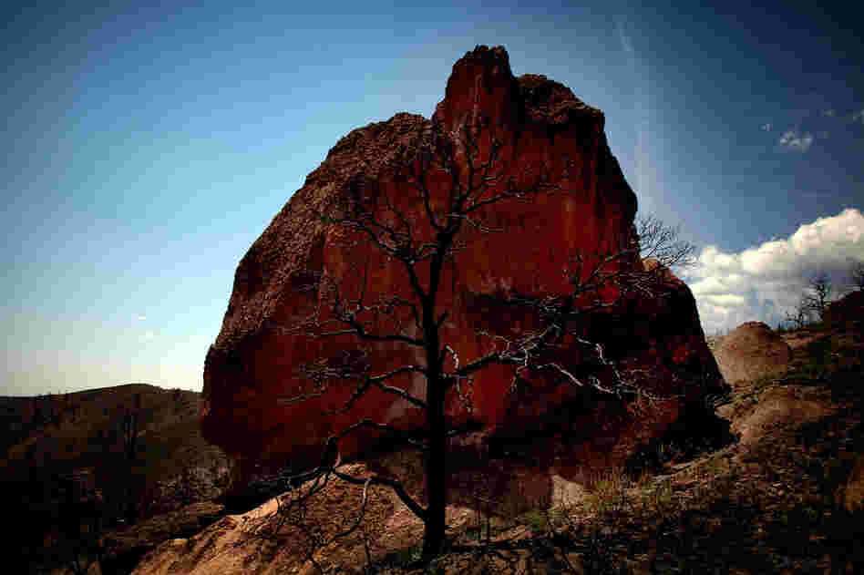 The skeletal remains of a tree are seen in front of a boulder in the Dome Wilderness area.