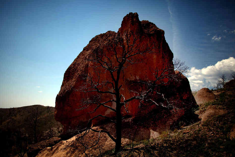 The skeletal remains of a tree are seen in front of a boulder in the Dome Wilderness area.
