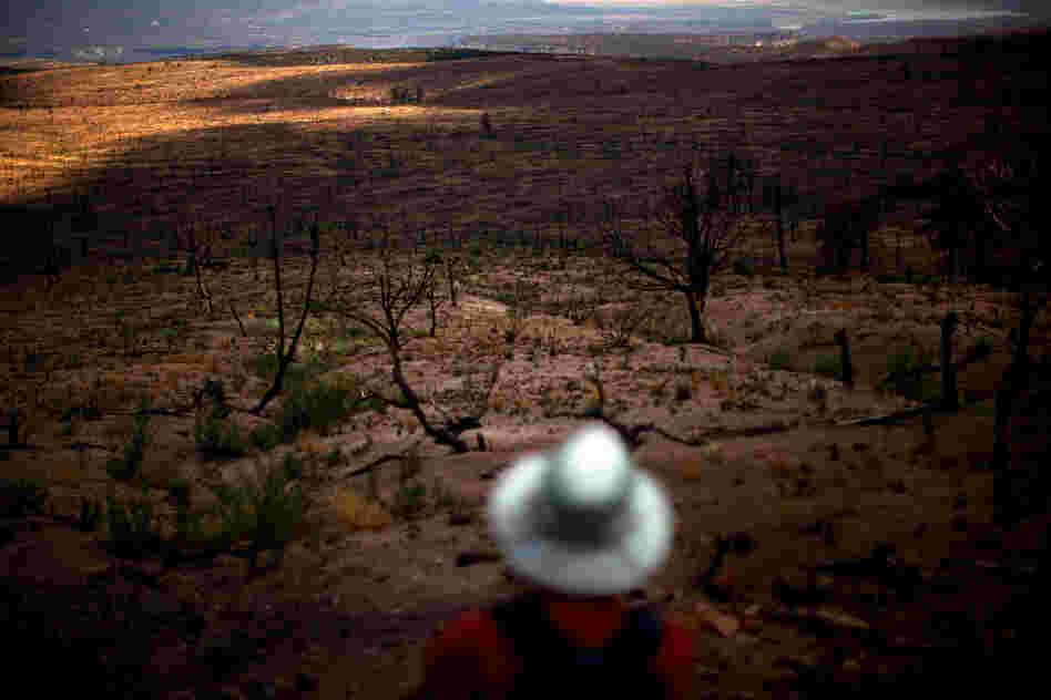 Allen surveys the moonscape of a plateau devastated by the Las Conchas fire.