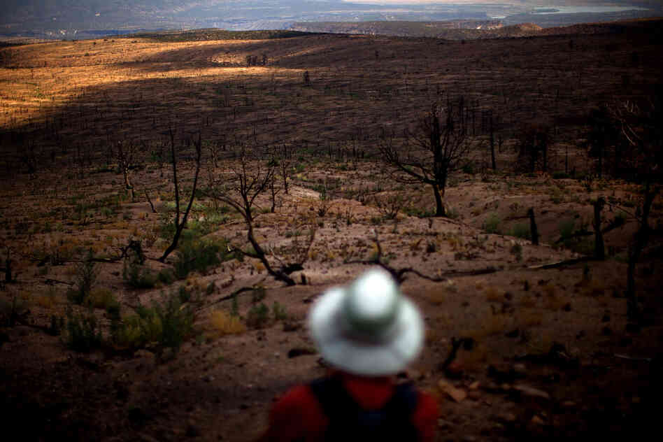 Allen surveys the moonscape of a plateau devastated by the Las Conchas fire.