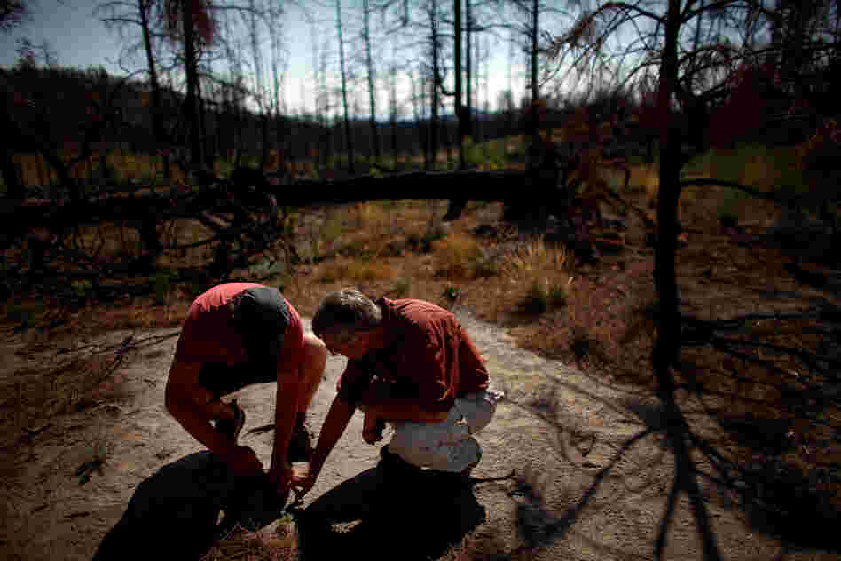 Collin Haffey, a biotechnician with Bandelier National Monument (left), and Allen examine a tiny Ponderosa pine tree sprouting up in the burn zone in the Dome Wilderness. Indigenous species of trees have failed to return to the area since the Las Conchas fire.