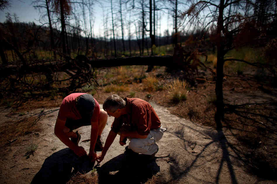 Collin Haffey, a biotechnician with Bandelier National Monument (left), and Allen examine a tiny Ponderosa pine tree sprouting up in the burn zone in the Dome Wilderness. Indigenous species of trees have failed to return to the area since the Las Conchas fire.