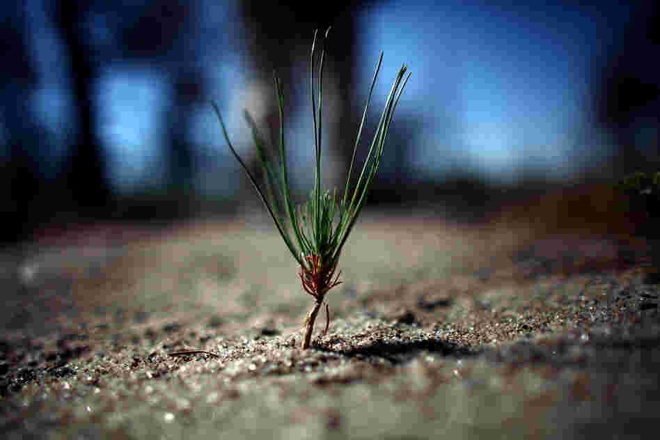 A budding Ponderosa pine tree sprouts up in the burn zone, a sliver of hope for potential forest regrowth.