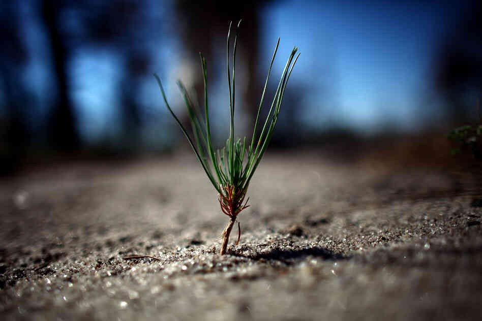 A budding Ponderosa pine tree sprouts up in the burn zone, a sliver of hope for potential forest regrowth.