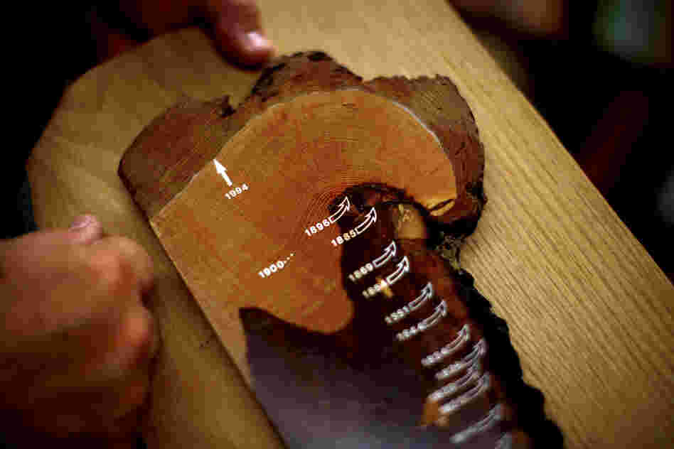 Swetnam holds a tree ring sample; it shows no forest fire scars from the past 100 years. The Forest Service's aggressive efforts to fight fires over the past century have had unintended consequences.