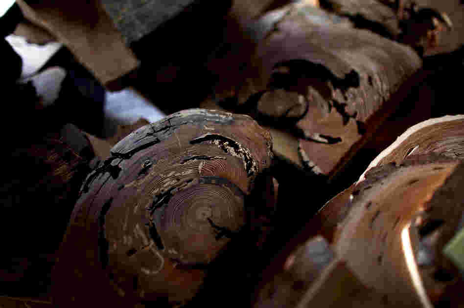 Tree-ring samples are collected from every corner of the world and meticulously studied and stored in Swetnam's lab. The thick, dark rings on these samples are fire scars. Last year, more than 74,000 wildfires burned over 8.7 million acres in the U.S.