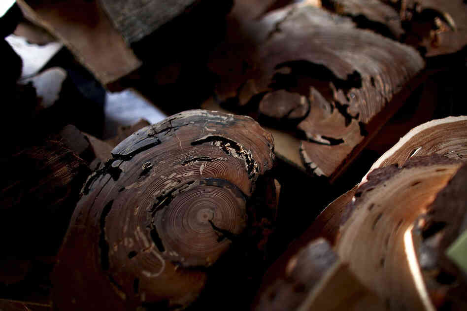 Tree-ring samples are collected from every corner of the world and meticulously studied and stored in Swetnam's lab. The thick, dark rings on these samples are fire scars. Last year, more than 74,000 wildfires burned over 8.7 million acres in the U.S.