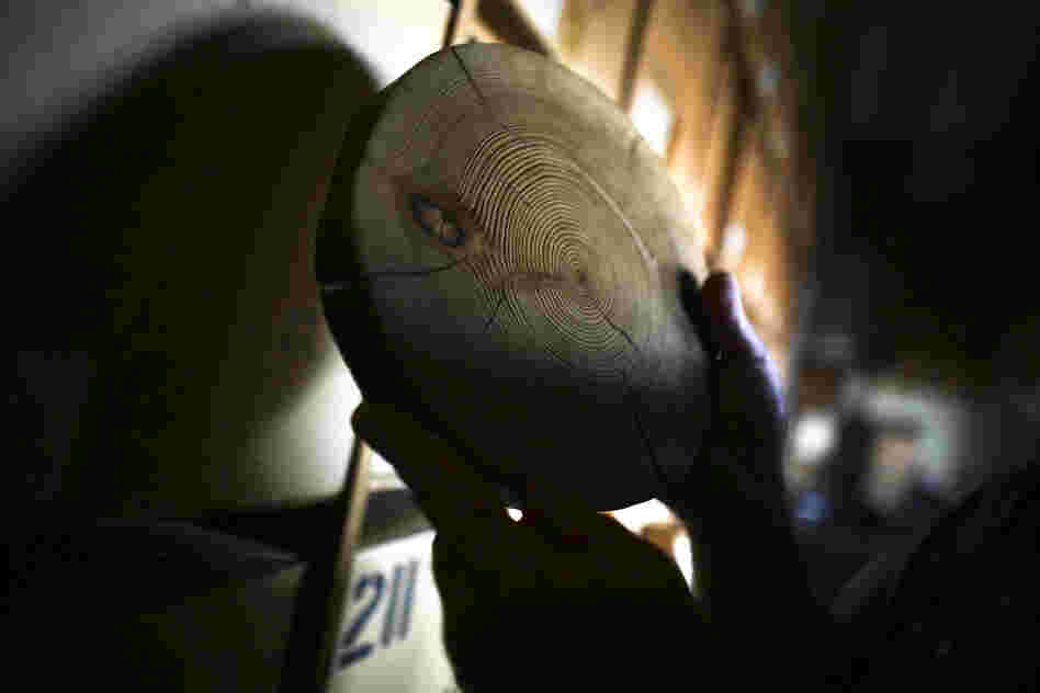 A perfect tree-ring slice is a window in time, a slice of a forest's history.