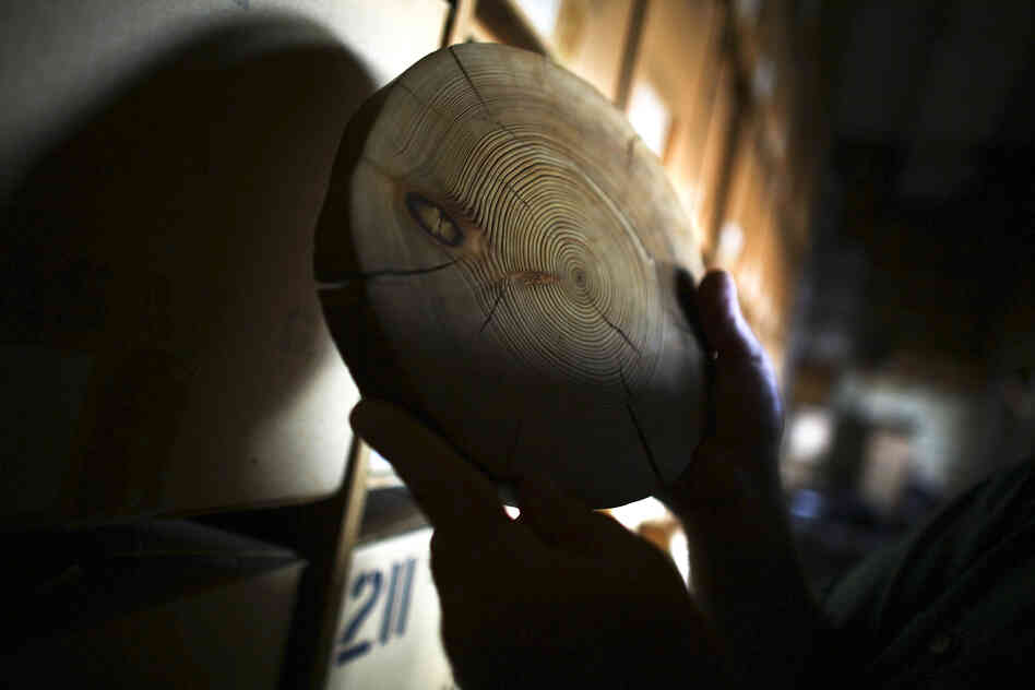 A perfect tree-ring slice is a window in time, a slice of a forest's history.