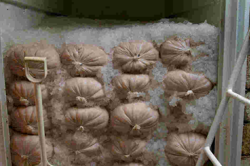 Bags of Atlantic scallops stacked in the boat's hold. The eight-day voyage yielded a catch worth more than $250,000.