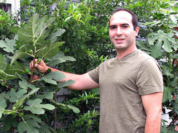 Bassem Samaan, of Bethlehem, Pa., shows off one of many rare fig varieties in his garden.