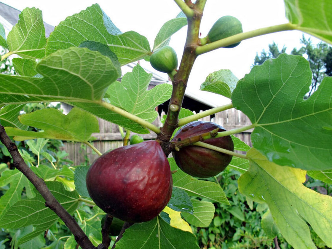 One of Bassem Samaan's Pan e Vino fig trees, propagated from the yard of an Italian restaurant in Bethlehem, Pa.