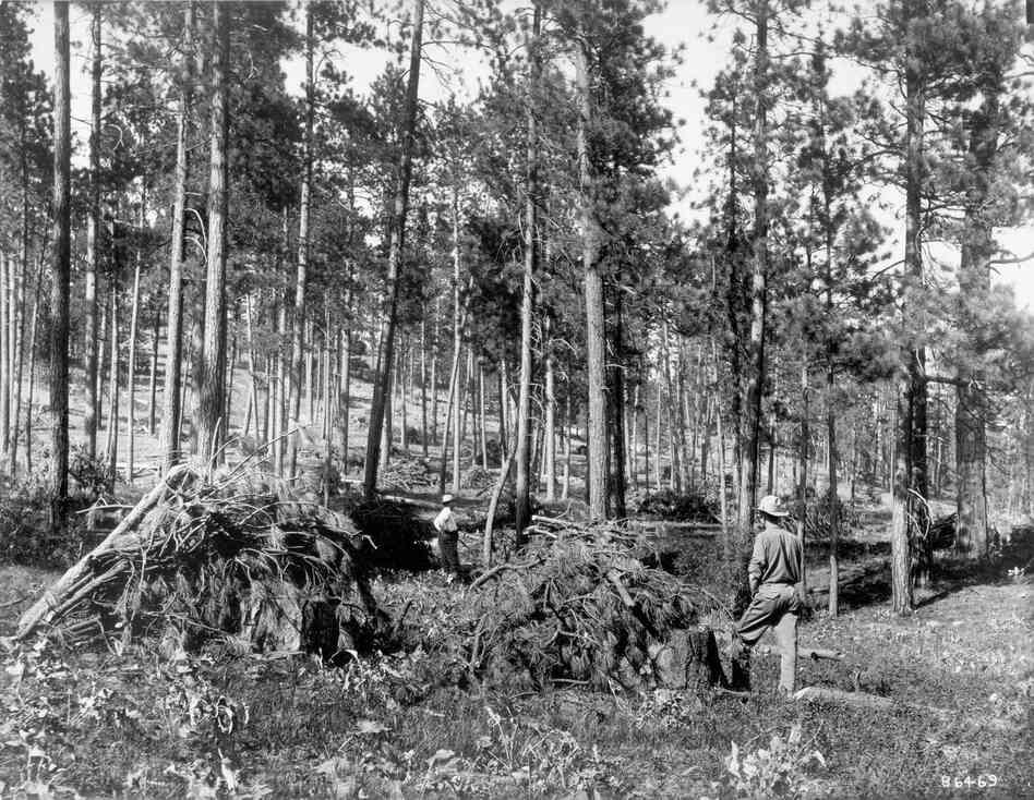 1909. Looking northeast through a more heavily stocked ponderosa pine stand. The ground cover around C.H. Gregory (in distance) and W.W. White is predominantly herbaceous species with a high incidence of basalmroot. The dark low-growing shrub around White appear to be snowberry. Large willows are evident on the left edge of the photo and in front of White. (Original captions)