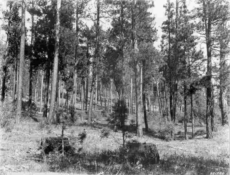 1927. 18 years later. Two willows in the 1909 scene have grown considerably and now contain many dead branches. Other willows have become established in midground, while young ponderosa pine can be seen in localized areas. The herbaceous ground cover persists. Taken later in the season, this view pictures basalmroot at a cured stage of growth. Note fire-scarred stump on the right.