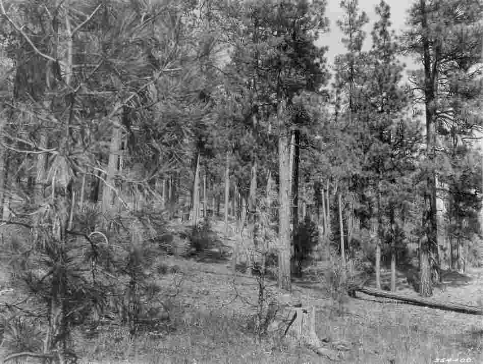 1938. 29 years later. Young pine growth is beginning to occupy localized sites in the understory. A tree on right has blown down, and the willow in the foreground that was present in 1909 has become senescent. In the foreground, the low shrub component is less evident, but this may be a seasonal difference.