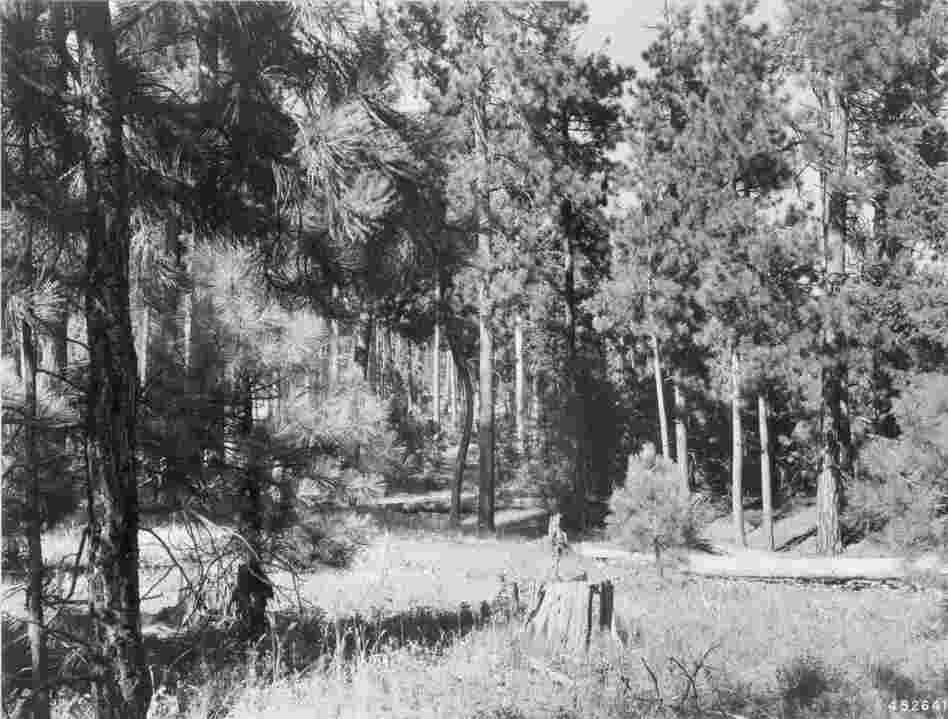 1948. 39 years later. Two mature pines have fallen to the ground. Growth of young pines are closing in portions of the understory. Young pine at right foreground is screening senescent willow. Herbaceous plants and snowberry in foreground have put on good growth.