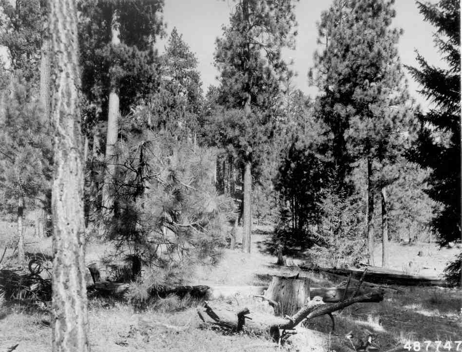 1958. 49 years later. A shelterwood cut in 1952 removed several of the merchantable trees and left slash on the ground. Plants occupying sites near left edge of photo appear to be betterbrush.