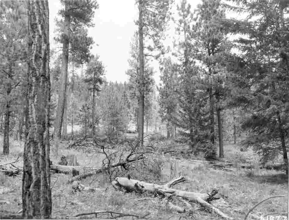 1968. 59 years later. A 1962 selection cut and 1966 precommercial thinning have resulted in a more open landscape with increasing slash on the ground. Bitterbrush plants are more evident, while willows in the midground have been favorable influenced by removal of young conifers.