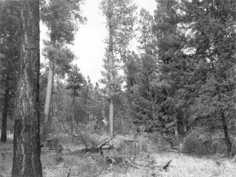 1979. 70 years later. Rapid establishment and growth of new conifers has screened the open view of 1968. Growing conditions for bitterbrush and willow have deteriorated because of competition for sunlight and moisture. Partial cutting and thinning in 1952, 1955, 1962, and 1966 have allowed more conifer regeneration than the early, light 1906-9 cut.