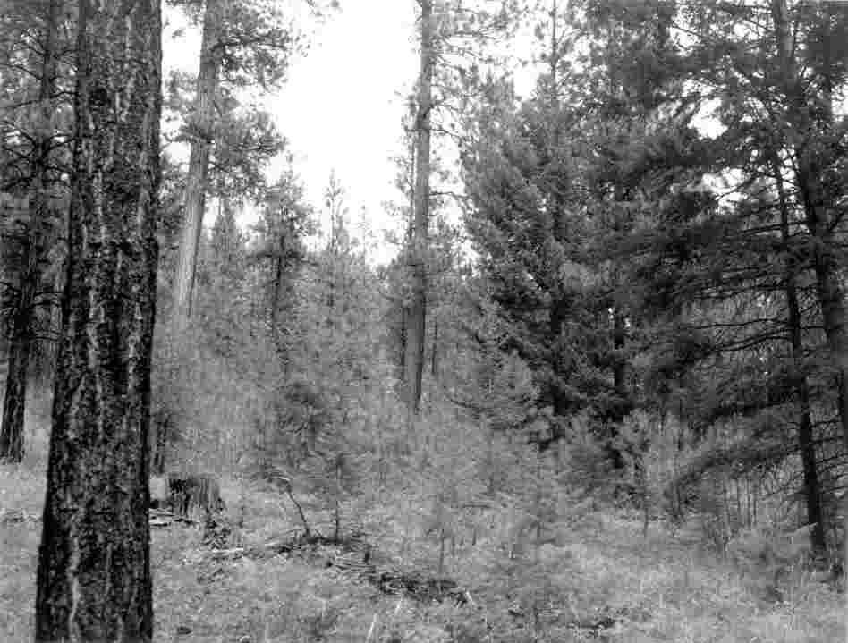 1989. 80 years later. The small trees established shortly before the 1979 photo have grown into a thicket of saplings.