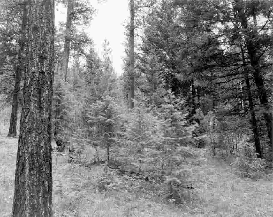 1997. 88 years later. This stand was not subject to management activities in 1992 and 1993. Note the rapid growth of the Douglas-fir trees in the foreground since 1989, masking the view of the slower growing ponderosa pines in the background. Undergrowth is primarily pinegrass and dogbane. 